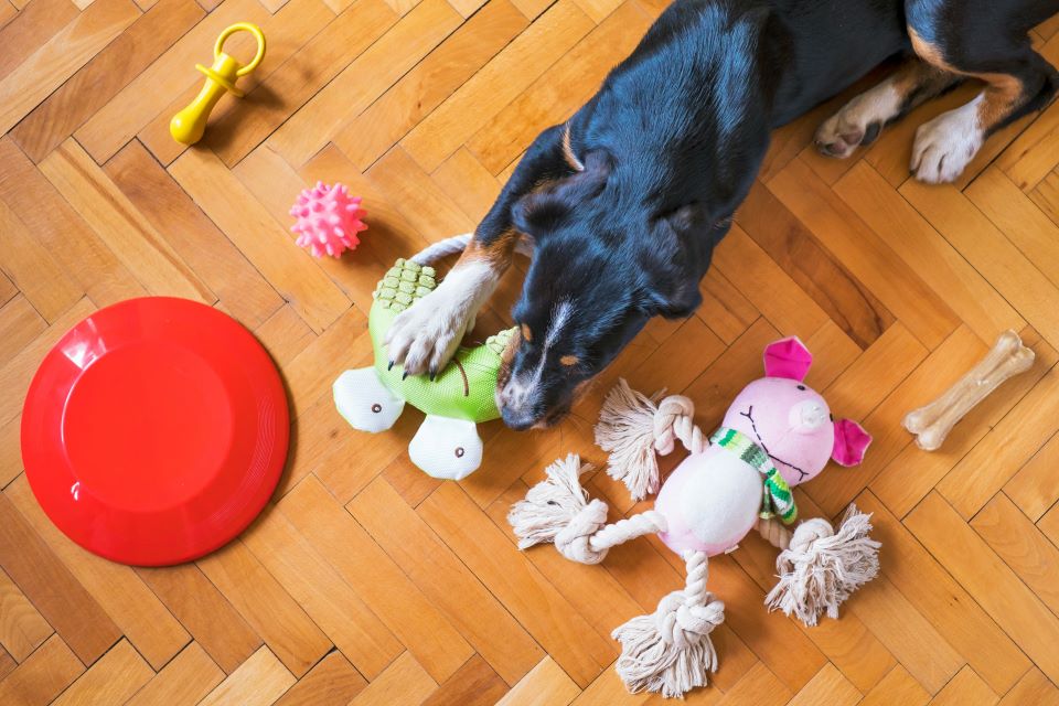 juguetes-mascotas-vivienda-vacacional