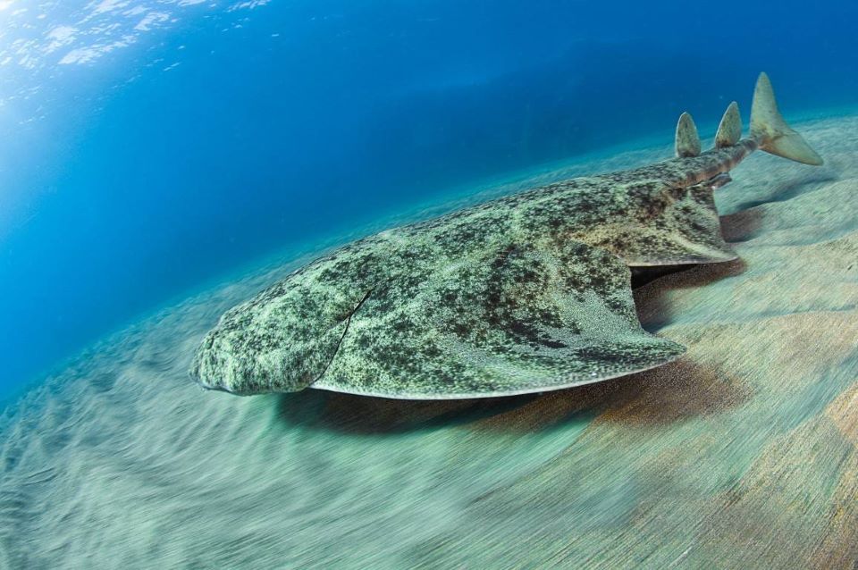 Conoce el impresionante mundo submarino de Lanzarote 5 angelote-buceo-en-lanzarote