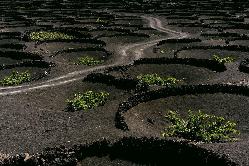 la-geria-cultivo-de-vinos-de-lanzarote