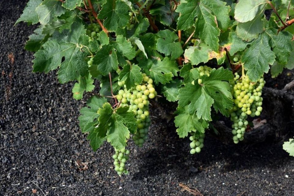 uva-malvasia-volcanica-vinos-de-lanzarote