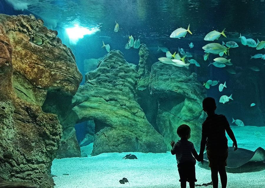 dos-niños-observan-peces-en-acuario-de-lanzarote