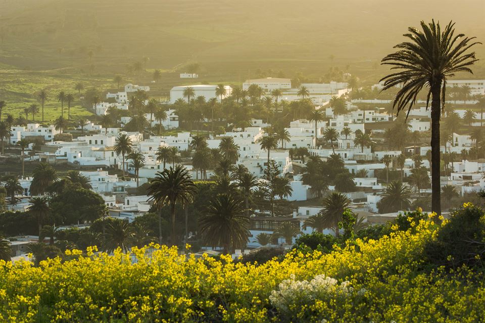 el-valle-de-las-mil-palmeras-en-lanzarote