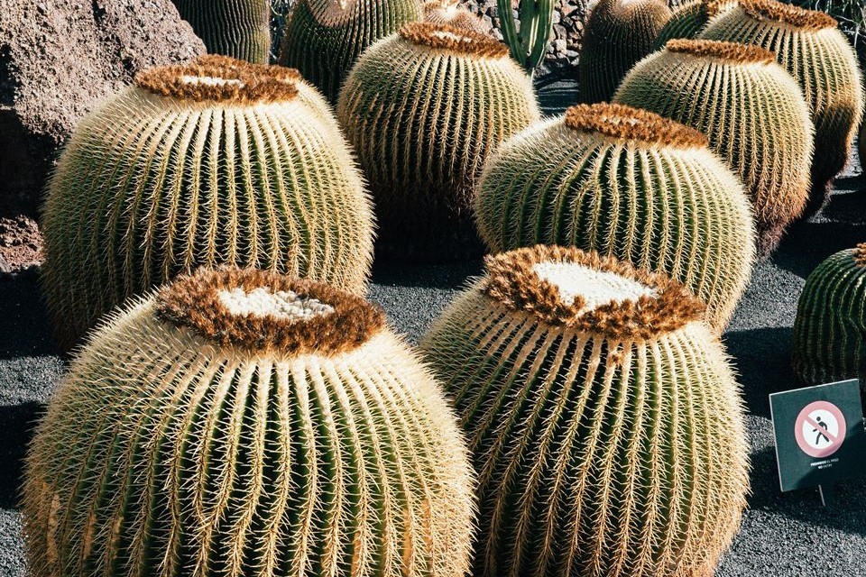cactus-jardin-de-los-cactus-de-lanzarote
