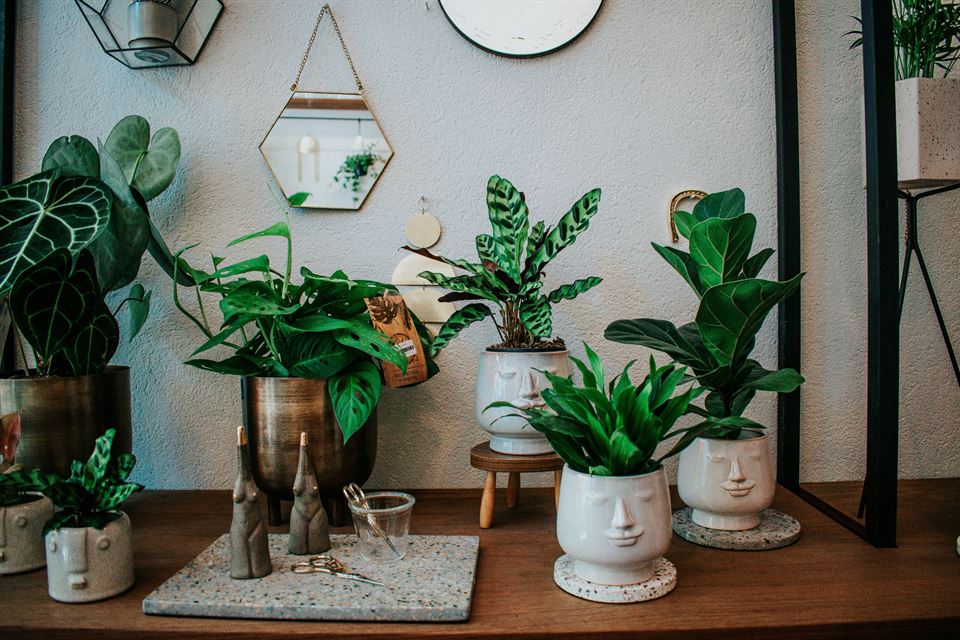 Ideas para decorar tu alojamiento con estilo y poco presupuesto macetas-con-plantas-elementos-con-los-que-decorar-tu-alojamiento-con-poco-presupuesto