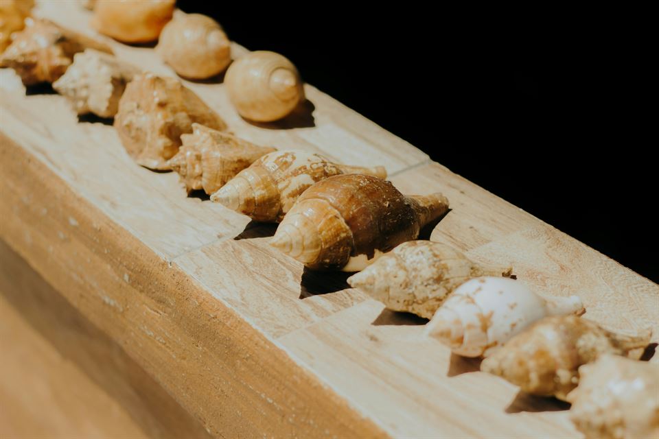 Detalles naturales en decoración conchas-marinas-encima-madera